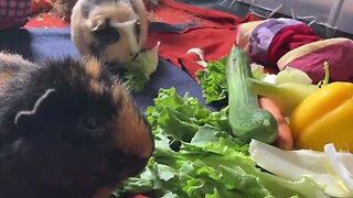 Guinea pigs dinner is served