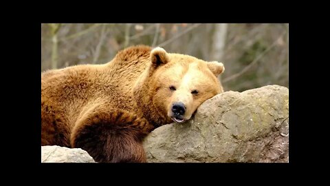 the bear | walking in the jungle| at the forest | video footages | taken by the traveller