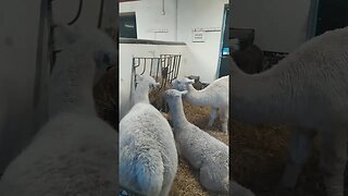 Alpacas eating hay