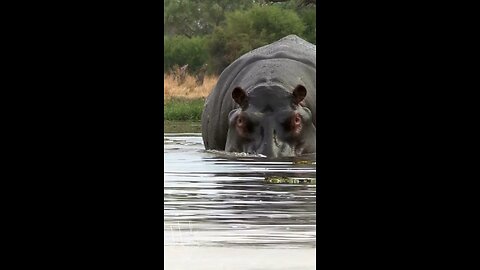 Hippo sounds #nature #animals #amazing