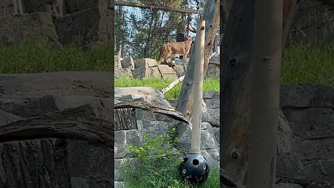 It’s cougar lunchtime! #shorts #zoo #calgary #enterthecronic #cougar