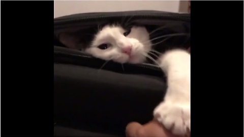 Cat claims empty suitcases, refuses to let owner use it