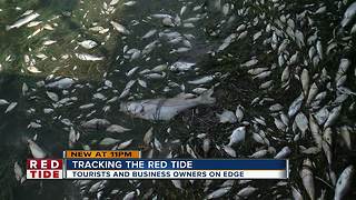 Effects from red tide being felt farther north at Holmes Beach