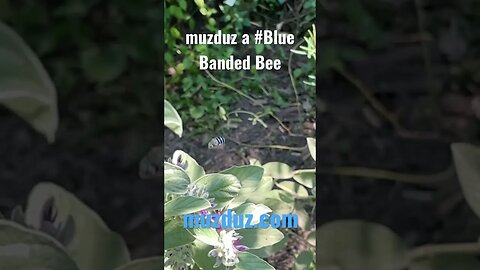 Muzduz a #bee #bees #nature