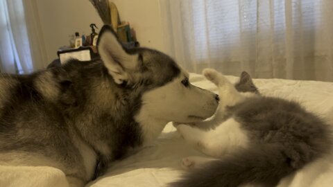 Siberian Husky Kendall loves our new kitten, Misty