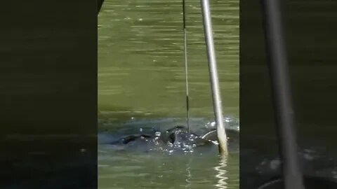 Small young carp in the fish farm are fed with pellets #fish #carp