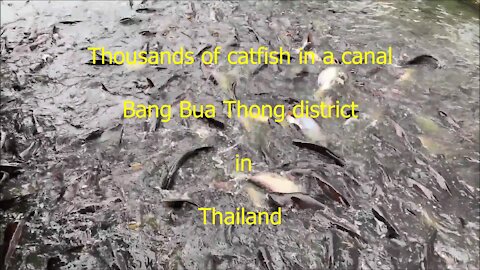 Thousands of catfish at bang Bua Thong canal in Thailand
