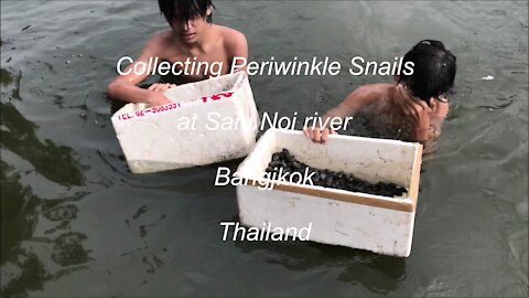 Collecting Periwinkle snails at Sai Noi River in Bangkok, Thailand