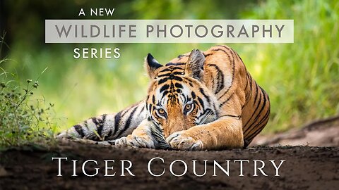 TIGER COUNTRY Teaser | A new WILDLIFE PHOTOGRAPHY series in Central India