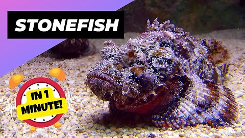 Stonefish - In 1 Minute! 🐡 One Of The Most Dangerous Ocean Creatures In The World | 1 Minute Animals