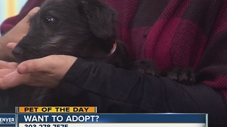 Pet of the day for December 18th- Ella the Lab mix