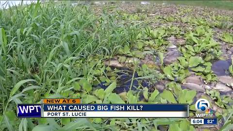 Fish Kill discovered in C-24 Canal in Port St. Lucie, residents dealing with horrible smell