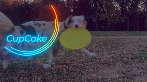 DiscDog R & D | CupCake Hara - Feeding the Flank