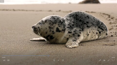 Beautiful New Beach animal