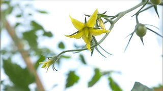 Why This Tomato Variety Is So Awesome