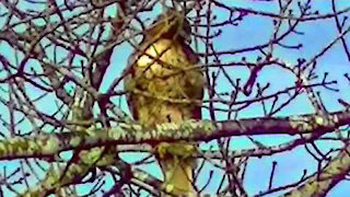 IECV NV #198 - 👀 Here Is A Red Tailed Hawk In A Neighbor's Tree 2-25-2016