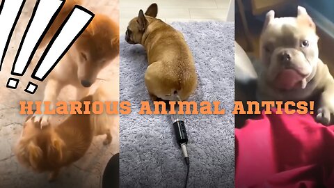 "Funny Furry Friends: The Cutest Dog's Videos You'll Ever See!"