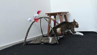 A Funny Happy Playful Cat