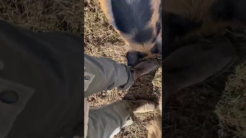 🐽 pigs don’t have thumbs #kunekune #pigs #farmlife