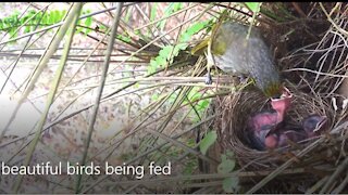 beautiful birds being fed