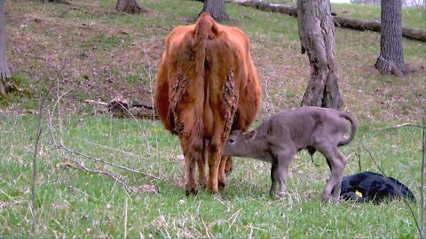 Mother cow lovingly urges calf to get up for a drink