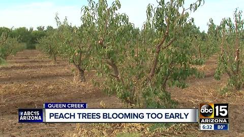 Peach trees are blooming too early because of unusually warm temperatures across the Valley