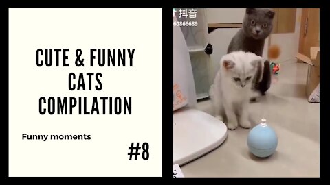 Cute and Funny Cats #8 - Moments Compilation