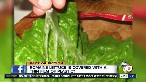 Plastic -covered lettuce?