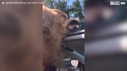 Cão adora viajar em carro conversível