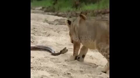 Most Dangerous Lion Fight with Passion snake