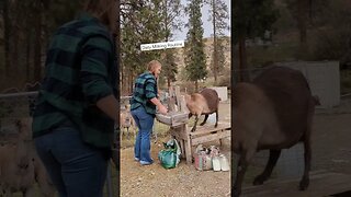 Daily Milking Routine #farmgirl #farmchores #goats #goatmilk #homesteading #homesteadlife #farmlife