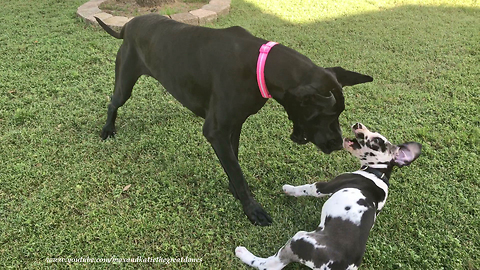 Persistent Great Dane Puppy Loves to Play