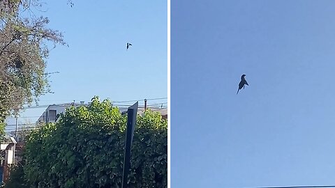 Is this parrot floating in the air?