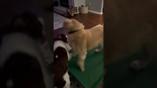 Springer Spaniel + Golden Retriever Puppies Playing With Barkbox Toy Part 2