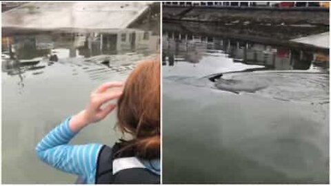 Des enfants surprennent un requin pendant leurs cours de voile