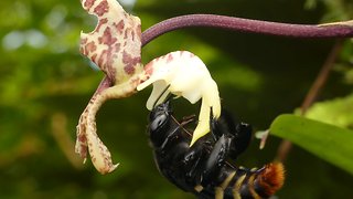 Orchid bee collects perfume from orchid in Amazon rainforest