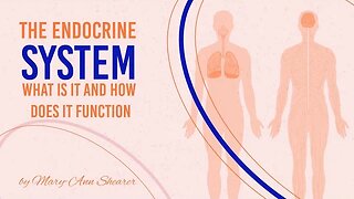 The Endocrine System pt 1: The Importance of Glands & Hormones