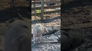 Pigs and their wallow #pigs #piglets #farming #shorts