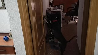 Dog closes door and opens it from the inside