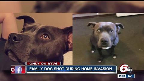 Pit bull shot by masked robbers in south side Indianapolis home invasion