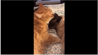 Cat siblings share tender moment together