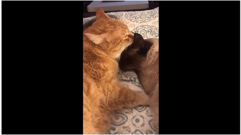 Cat siblings share tender moment together