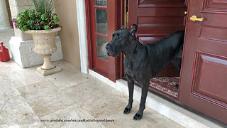 Great Danes Like To Watch Florida Rain But Not Get Wet