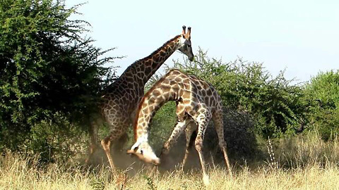 Fighting Giraffes - Amazing Fighting Style and Technique