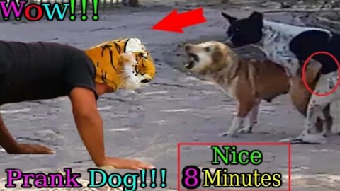 How funny😂😂 Wow Nice!!! Fake Tiger Prank Dogs Run Very Funny Try To Not Laugh Challenge