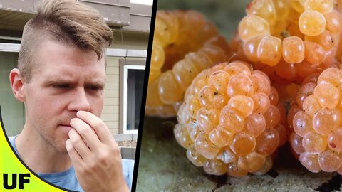 Golden Raspberry Taste Test | Unusual Foods