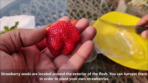 How To Grow Strawberries From Seed | SEED TO HARVEST