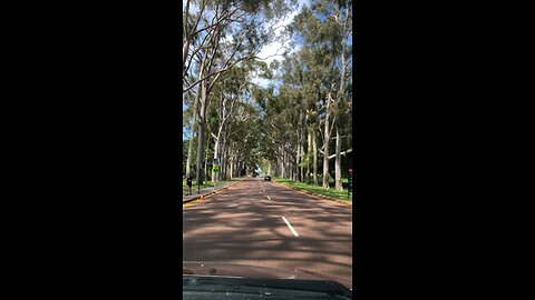 Cruising between the gumtrees 😎