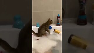 Cat Bath / حمام القط / 猫風呂 / 고양이 목욕