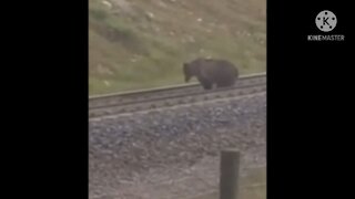 Gigantic Grizzly In Canada 🏔 🐻 🍁